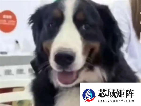 公司回应悬赏60万寻狗：是明星模特犬