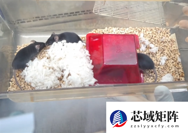 太空小鼠顺利生产第三窝鼠宝宝：比普通地面小鼠更能生