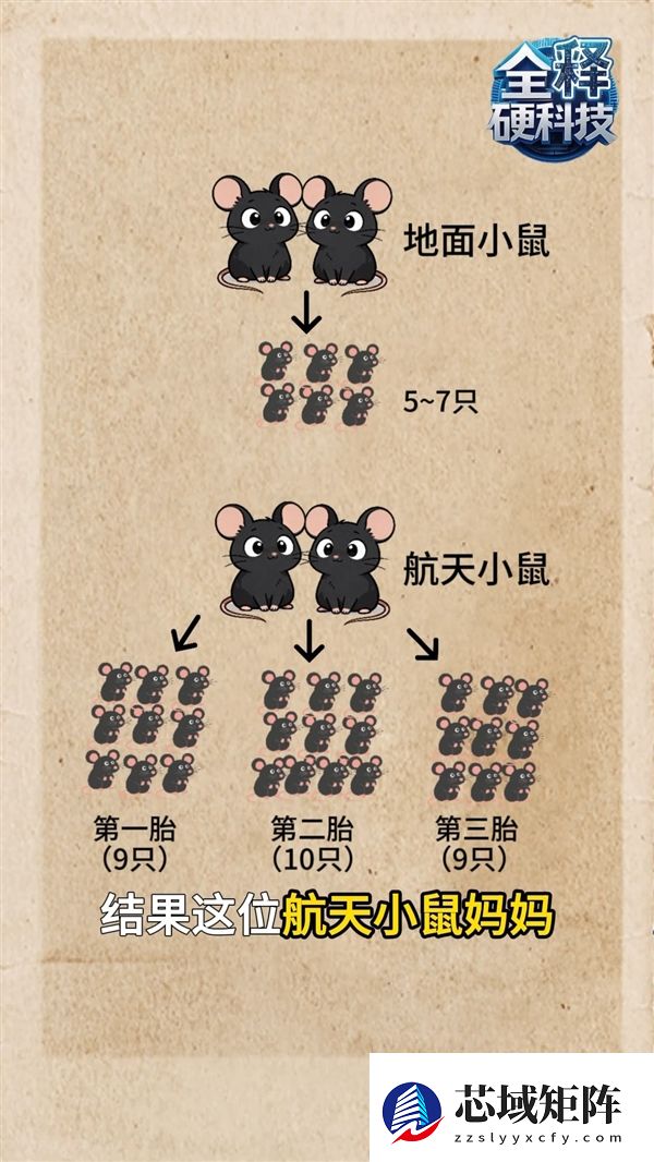 太空小鼠顺利生产第三窝鼠宝宝：比普通地面小鼠更能生
