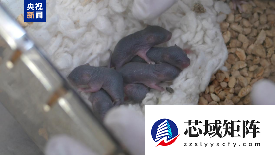 太空小鼠顺利生产第三窝鼠宝宝：比普通地面小鼠更能生